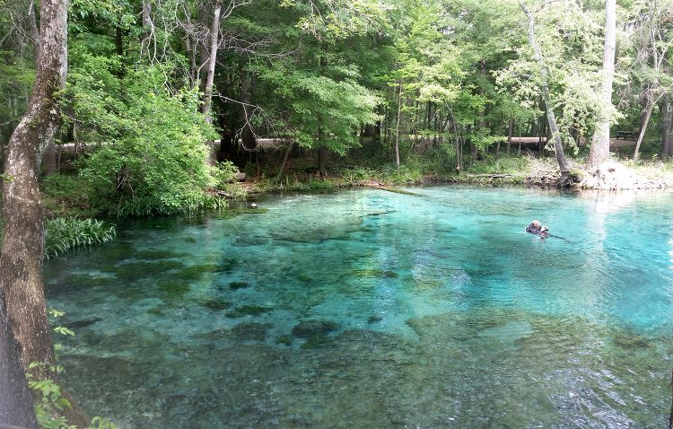 Daytrip to the Beautiful Ginnie Springs, Florida – CHASING WILDGUSTS