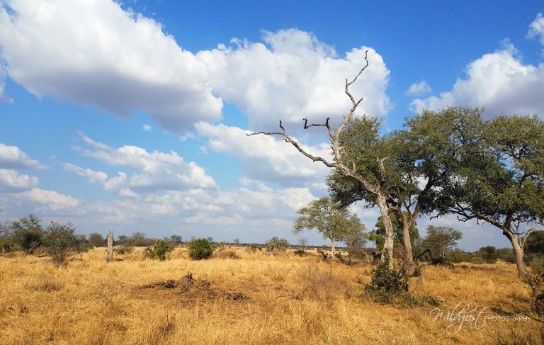 A Beginner’s Guide to Planning A Safari – CHASING WILDGUSTS