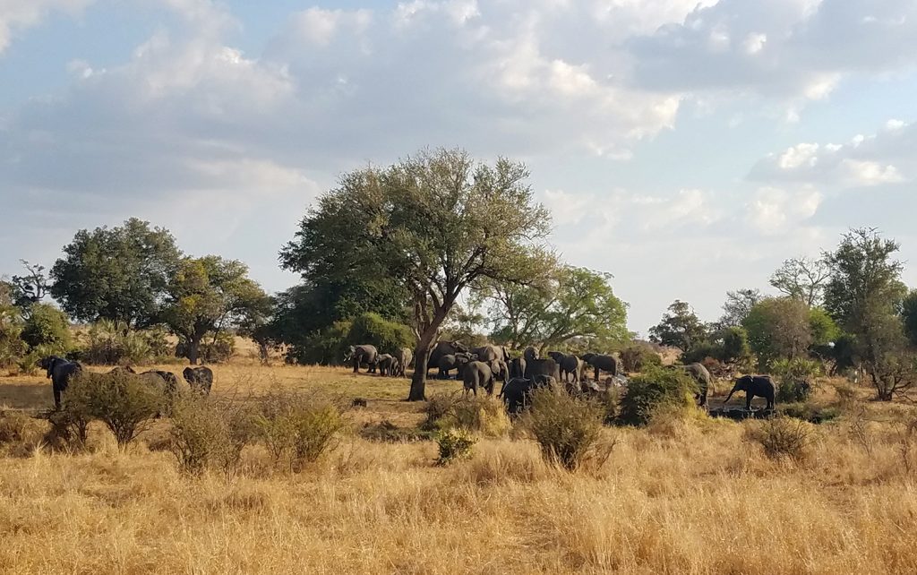 A Beginner’s Guide to Planning A Safari – CHASING WILDGUSTS